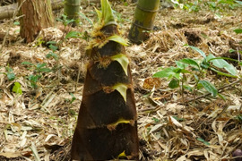 掘りたて直送！風味豊かな孟宗竹（アク抜きレシピ付）4キロ