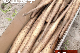 【家庭用】砂丘ながいも 長芋 抜きたて 10kg程度 とろろ ねばり 山芋 根菜