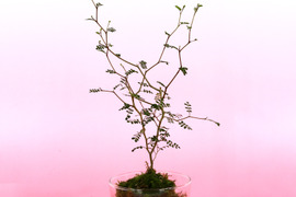 〜優しい空間を〜　苔玉ソフォラ