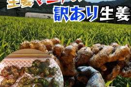 土佐の大生姜8㎏ 訳あり品 高知県産　 美味しさに変わりなし！小さいので料理に使いやすいです！