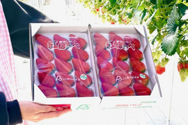 【冬ギフト】静岡県産いちご　紅ほっぺ　500g×2パック