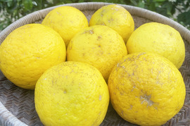 とにかく美味しい！小夏　自然栽培5kg  農薬・化学肥料、有機肥料、除草剤、防腐剤不使用。