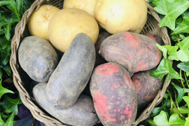 きたかむいの通販｜じゃがいも｜食べチョク｜産地直送(産直)お