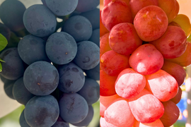 【夏ギフト】彩りぶどう2種　泉州パープル＋スカーレット