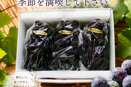 ✨🍇🌿　今が旬　露地栽培の巨峰🌿🍇✨
　　　【巨峰３房　/　計1.7kg位入り】