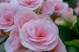 【贈答用】上品なライトピンク！ファンの多いエラチオールベゴニア【ルイーズ】4.5寸