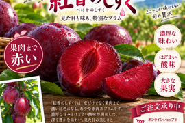 『紅香のしずく』（生プラム）（S-M）約1kｇ北海道・芦別産プラム【大橋さくらんぼ園】