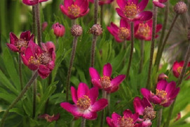 2個セット アネモネ ムルチフィダ ルブラ イングリッシュガーデン 花苗 多年草 宿根草