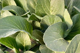小松菜4kg(200g×20袋) 農薬・化学肥料不使用
