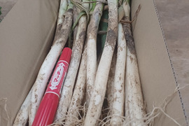 ✅【訳ありお得❗】✅薬味ネギたっぷり❗❗35本入り→増量40本以上❗❗→なんと680円❗❗✨信州産✨【特別栽培】✨【無消毒栽培】