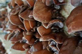 島根県浜田市産乾燥きくらげ