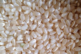 【玄米２種味比べ・コシヒカリ玄米2kg＆マンゲツモチ玄米2kg】令和4年産　特栽培米【80サイズ】・ 有機・低農薬（80％以上削減）
