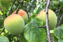 自然農法で大事に育てた青梅（2kg）