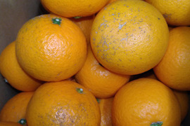 愛媛県産　清見オレンジ　訳あり・お徳用　10kg(箱込）
