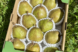 【ラフランス専業農家が贈る🍐】食べきりサイズのラ･フランス 3kg 12〜14玉