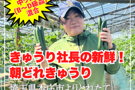 【味や実入りはA級品】きゅうり社長の朝どれ新鮮きゅうり！／中ランク混合／埼玉本庄産／常温配送3㎏（15〜20本）