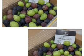二箱　訳あり　忍まる　葡萄　ぶどう　果物　くだもの　にん忍葡萄園　※ご購入から１日～４日以内に発送