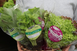 根付き新鮮野菜「サニー＆グリーンレタス×2個+バジル+青じそ」栽培期間農薬不使用(300168)