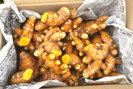 【掘りたて秋ウコン・今だけ！】２kg・全国一律３６０円でお届け／沖縄県産／農薬・化学肥料・動物性堆肥不使用