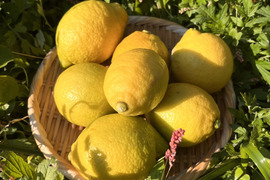 [自然栽培]リスボンレモン(1kg)栽培期間中農薬不使用、肥料不使用