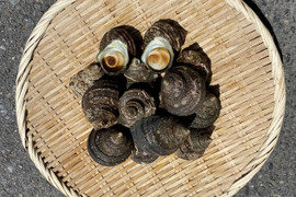 【江田島産】サザエ(小)1.5kg