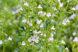 2個セット カラミンサ ネペタ マーベレッテホワイト 宿根草 多年草 ホワイトガーデン イングリッシュガーデン