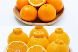 【柑橘食べ比べ】伊予柑＋デコ（不知火）各５㎏（合計10㎏） ※2月発送開始