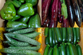 夏野菜9袋★フードレスキュー　農園自慢の野菜セット4種〜★パチャママ農園