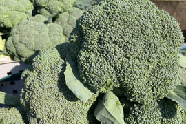 悩んだらコレ!!九州の大地で育った採れたて新鮮✨ブロッコリー7株セット!