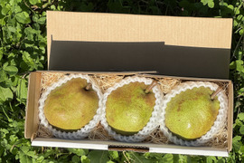 【ラフランス専業農家が贈る🍐】大玉ラ・フランス ３玉入り【日時指定可】