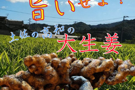 7日間だけの特別価額！生姜マニアが作る！土佐の大生姜4㎏ 高知県産