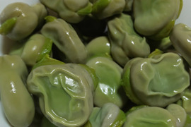 【予約増量♫ 】食べやすさ抜群”みずみずしい”とれたて  そら豆. 1〜4名の方にオススメ　1500g→1650g  from 名水の里　神奈川県秦野市