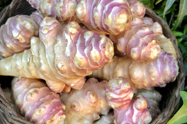 サイズいろいろ＊菊芋(赤)4.8kg＊掘りたてを洗ってお届け〜