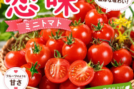 【期間限定】ミニトマト恋味‼️お子様にも大人気‼️1.2kg入‼️