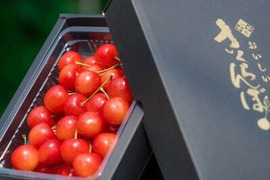 【 🍒早期予約🍒 】【 50箱限定 】【 さくらんぼ:紅秀峰 】山形県天童産  300g パック詰め 【 果肉がジューシー 】【 お試し母の日ギフト 父の日ギフト 御中元【 朝どれ 】