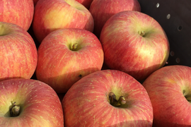 ゆっくり完熟！ 少し訳あり葉とらずサンフジ3キロ自家用