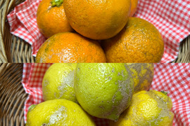 【農薬不使用】訳ありレモン1kg &橙1kg【ノーワックス】
