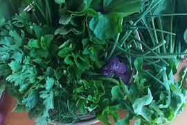 ｢食卓の名脇役！ハーブ/ちょっと変わった野菜がいろいろ試せるミニセット｣