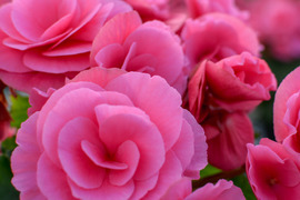 【贈答用】クリエイティブなクリーミーピンクのベゴニア！エラチオールベゴニア【ベルセバ】５寸