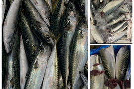 三陸産　朝採れ真サバ　　天然　下処理済み　【ドレス】　3kg（1kgあたり3〜4尾）