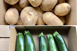 【鹿児島産】甘塩新ジャガイモ箱込み1.5キロ・甘塩ズッキーニ箱込み1キロ^_^