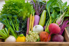 はじめてのお試ししおこぶ野菜セット（6種）