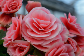 【多くの受賞歴】人気品種のミドルサイズ。覆輪の花の魅力がお手軽に楽しめます。エラチオールベゴニア【ボリアス】4.5寸