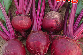 ３月より順次発送『高糖度ビーツ 3kg』 千葉県南房総市産 ★発送当日に収穫!