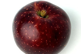 シナノホッペ　訳あり10キロ