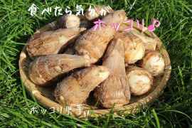 【ホク♪ホク♪】無農薬で作った「ホッコリ里芋」1キロ　九州は福岡県産