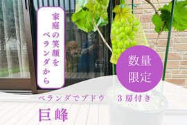 【数量限定】ベランダでブドウ！【巨峰】３房  苗ごと！