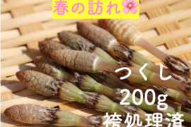 【袴処理済】有馬温泉の麓 天然つくし 200g 3月中旬より発送 土筆 袴なし