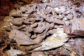 森薫る　原木まいたけ【世界農業遺産認定クヌギ林とため池がつなぐ国東半島】クヌギを使用して森で育てました。