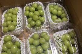 夏ギフト対応、朝収穫午後発送、大粒、8月下旬発送開始予定。 2.7Kg以上 (６-7房相当)、夏ギフト、残暑見舞いに最適、熨斗も御要望で対応【夏ギフト】【熨斗対応】【お中元】